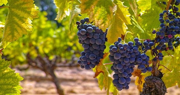 COVID-19: La Comissió adopta noves mesures excepcionals de suport a el sector vitivinícola